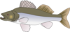 Pike Perch Clip Art